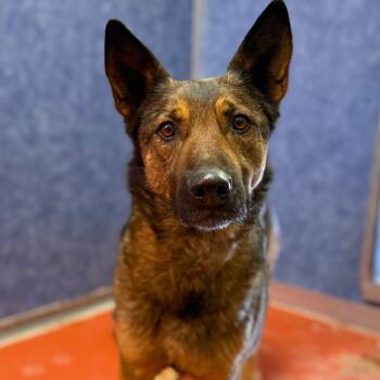 Shepherd Dogs Available for Adoption - Ryder | PetCurious