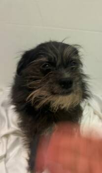 Rescue Terrier and Chihuahua Dogs for Adoption in Los Angeles, California - Layla | PetCurious
