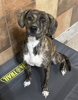 Rescue Terrier and Mixed Breed Dogs for Adoption in Fort Worth, Texas - Jewel | PetCurious