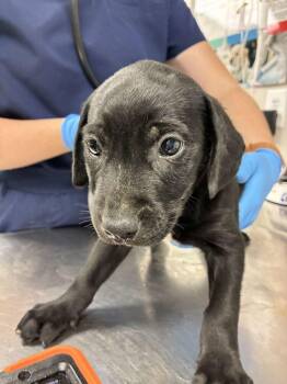 Fig -  Labrador Retriever Dog for Adoption in Marietta, Georgia - Fig | PetCurious
