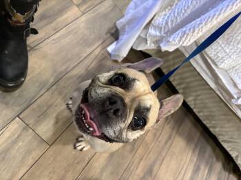 French Bulldog Dogs Available for Adoption in Mesa, Arizona - Scarlett | PetCurious