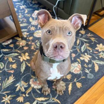 Churro -  American Staffordshire Terrier Dog for Adoption in Los Angeles, California - Churro | PetCurious