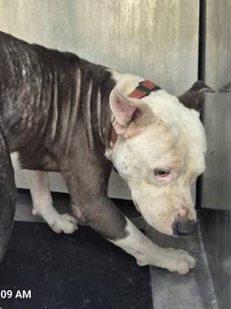 BILLY NEUTRON -  American Staffordshire Terrier Dog for Adoption in San Antonio, Texas - BILLY NEUTRON | PetCurious