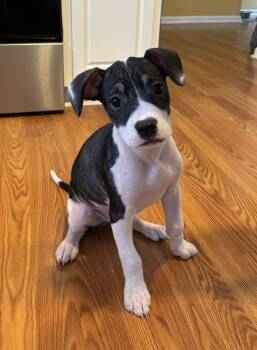 Labrador Retriever and Hound Dogs Available for Adoption - Sundew | PetCurious