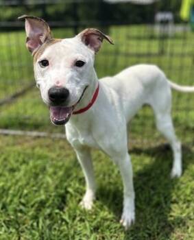 Dash -  Mixed Breed Dog for Adoption in West Chester, Pennsylvania - Dash | PetCurious