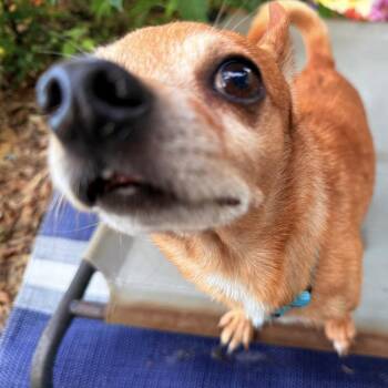 Bucky -  Chihuahua Dog for Adoption in Alafaya, Florida - Bucky | PetCurious