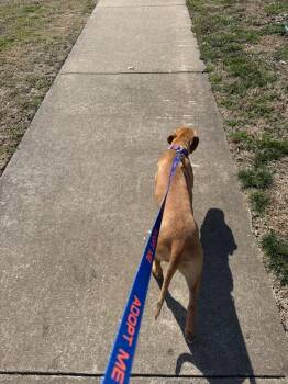 Pit Bull Terrier and Mixed Breed Dogs Available for Adoption - Maya | PetCurious