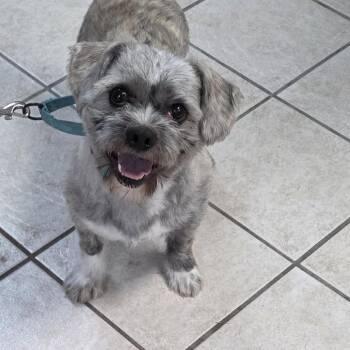 Stimpy -  Shih Tzu and Mixed Breed Dog for Adoption in Camden, Delaware - Stimpy | PetCurious