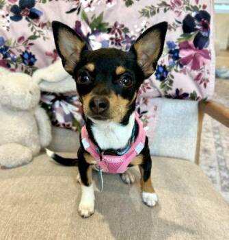 Goldie -  Chihuahua Dog for Adoption in Seattle, Washington - Goldie | PetCurious