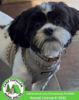Cookie -  Shih Tzu and Jack Russell Terrier Dog for Adoption in Stroudsburg, Pennsylvania - Cookie | PetCurious