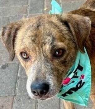 Rescue Plott Hound Dogs for Adoption in Dallas, Texas - Odie | PetCurious