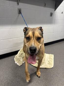 OAKLEY -  American Staffordshire Terrier and Mixed Breed Dog for Adoption in Kalamazoo, Michigan - OAKLEY | PetCurious