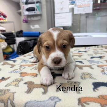 Kendra -  Mixed Breed Dog for Adoption in Knoxville, Tennessee - Kendra | PetCurious