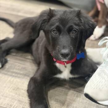 Mystic -  Great Pyrenees and Australian Shepherd Dog for Adoption in Mahwah, New Jersey - Mystic | PetCurious