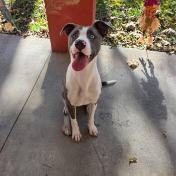 Mixed Breed Dogs Available for Adoption - Sage | PetCurious