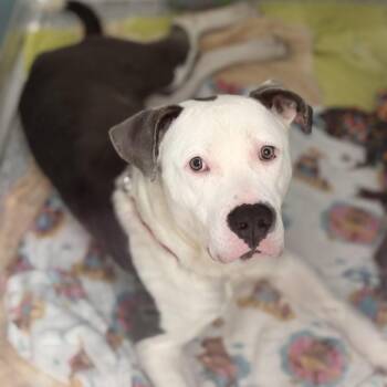 Bolt -  English Bulldog Dog for Adoption in South Elgin, Illinois - Bolt | PetCurious