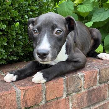 Cleats -  Mixed Breed Dog for Adoption in Brownsboro, Alabama - Cleats | PetCurious