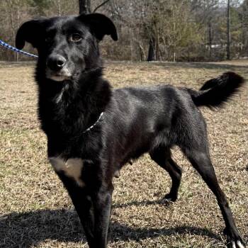 Belgian Shepherd Malinois and Mixed Breed Dogs Available for Adoption - Laurie | PetCurious