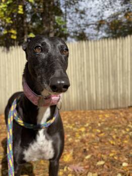 Stella -  Greyhound Dog for Adoption in Swanzey, New Hampshire - Stella | PetCurious