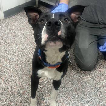 Draco -  Mixed Breed and Pit Bull Terrier Dog for Adoption in Salt Lake City, Utah - Draco | PetCurious