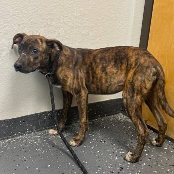 Ferrari -  Mixed Breed Dog for Adoption in Columbiana, Alabama - Ferrari | PetCurious