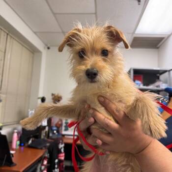 Lola -  Yorkshire Terrier Dog for Adoption in Philadelphia, Pennsylvania - Lola | PetCurious