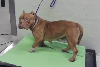 A2083740 -  American Bulldog and Mixed Breed Dog for Adoption in Houston, Texas - A2083740 | PetCurious