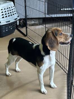 ANNIE -  Beagle Dog for Adoption in Rossford, Ohio - ANNIE | PetCurious