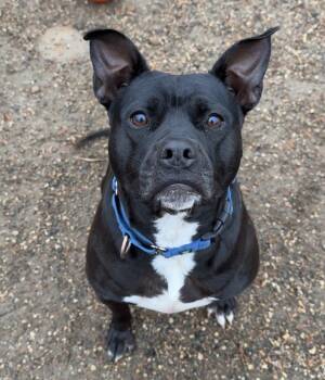 Rescue American Staffordshire Terrier Dogs for Adoption in Bemidji, Minnesota - Vanellope | PetCurious