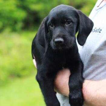 Labrador Retriever and Mixed Breed Dogs Available for Adoption in Eastford, Connecticut - CT Mesclun | PetCurious