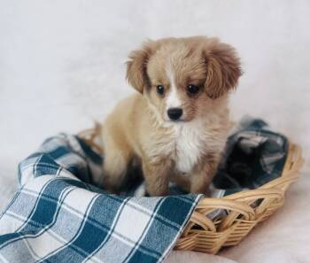 Leo -  Cavalier King Charles Spaniel and Pomeranian Dog for Sale in Morrow, Ohio - Leo | PetCurious