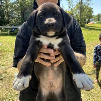 Koozie -  Australian Shepherd and Mixed Breed Dog for Adoption in Detroit Lakes, Minnesota - Koozie | PetCurious