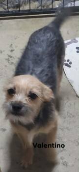 Mixed Breed Dogs Available for Adoption in Severance, Colorado - Valentino | PetCurious
