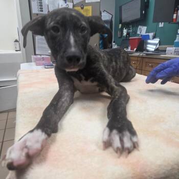 Matthew -  Black Mouth Cur Dog for Adoption in Starkville, Mississippi - Matthew | PetCurious