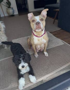 Barb -  American Staffordshire Terrier Dog for Adoption in Bull Valley, Illinois - Barb | PetCurious