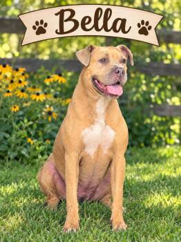 Bella -  American Bully Dog for Adoption in Darien, Georgia - Bella | PetCurious
