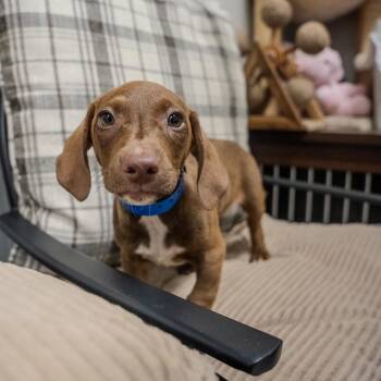 Golden -  Dachshund and Mixed Breed Dog for Adoption in Pawling, New York - Golden | PetCurious