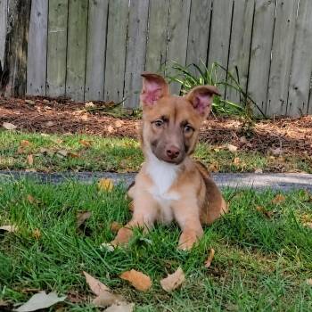 Shelby -  Shepherd Dog for Adoption in Valdosta, Georgia - Shelby | PetCurious