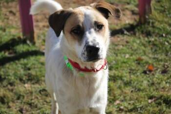 Rescue Pyrenean Shepherd Dogs for Adoption in Hayward, Wisconsin - Morton | PetCurious