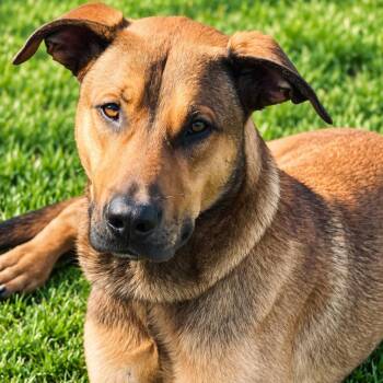 Kid Ralph -  Belgian Shepherd Malinois and Doberman Pinscher Dog for Adoption in Richmond Hill, Ontario - Kid Ralph | PetCurious