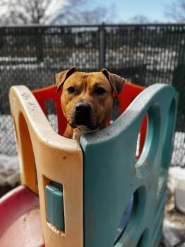 Bodhi (Foster or Adopter needed!) -  Pit Bull Terrier Dog for Adoption in Westwood, New Jersey - Bodhi (Foster Or Adopter Needed!) | PetCurious