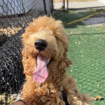 Schnitzel -  Mixed Breed Dog for Adoption - Schnitzel | PetCurious