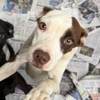 Cosmo -  Terrier Dog for Adoption in Marshall, Texas - Cosmo | PetCurious