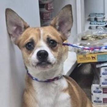 Corgi and Chihuahua Dogs Available for Adoption - Dog 01/22/2026 | PetCurious