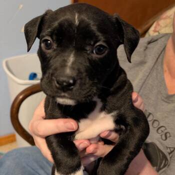 Trixie -  Mixed Breed Dog for Adoption in Wichita, Kansas - Trixie | PetCurious