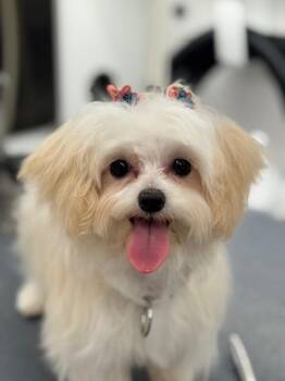 Maltipoo Dogs Available for Adoption - Mei (Little Sprout) | PetCurious