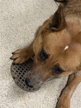 LILLY ANN -  Australian Cattle Dog Blue Heeler Dog for Adoption in Riverside, California - LILLY ANN | PetCurious