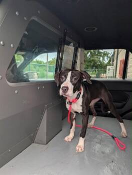 VENUS -  Pit Bull Terrier Dog for Adoption in St. Peters, Missouri - VENUS | PetCurious