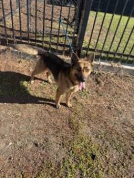 RAMONE -  German Shepherd Dog Dog for Adoption in Stockton, California - RAMONE | PetCurious