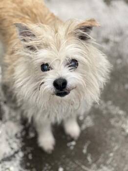 Cairn Terrier Dogs Available for Adoption - Augie | PetCurious
